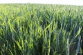 Cereals ripen in the fields Royalty Free Stock Photo