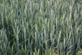 Cereals ripen in the fields