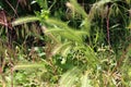 Cereals ripen in the fields Royalty Free Stock Photo