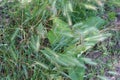 Cereals ripen in the fields