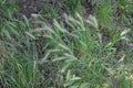 Cereals ripen in the fields Royalty Free Stock Photo