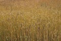 Cereals ripen in the fields Royalty Free Stock Photo