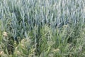 Cereals ripen in the fields