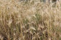 Cereals ripen in the fields Royalty Free Stock Photo