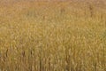 Cereals ripen in the fields Royalty Free Stock Photo