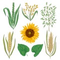 Cereals set. Sunflower, barley, wheat, rye, rice and oat. Collection decorative floral design elements. Royalty Free Stock Photo