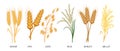 Cereals set. Wheat, rye, oats, rice, barley, millet, spikelets. Harvest, agriculture. Illustration Royalty Free Stock Photo