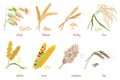 Cereals stems flat cliparts vector illustrations set