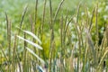 Cereals, wind Royalty Free Stock Photo