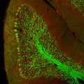 Cerebellar folium, confocal image