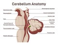 Cerebellum anatomy. Labeled diagram of cerebellum cross section.