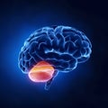 Cerebellum brain part Royalty Free Stock Photo