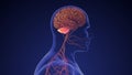 Human brain cerebellum medical animation Royalty Free Stock Photo