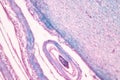 Cerebellum, Thalamus, Medulla oblongata, Spinal cord and Motor Neuron human under the microscope.