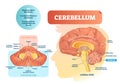 Cerebellum vector illustration. Medical labeled diagram with internal view. Royalty Free Stock Photo