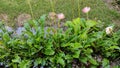 Cerebra flower plants in the garden