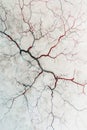 Cerebral artery network, topdown view, interconnected paths, hopeful journey , minimalist