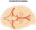 Cerebral Circulation