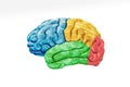 Cerebral cortex lobes in color profile view isolated on white background accurate 3D rendering illustration. Human brain anatomy,