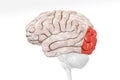 Cerebral cortex occipital lobe in red color profile view isolated on white background 3D rendering illustration. Human brain