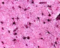 Cerebral cortex. Protoplasmic astrocytes Royalty Free Stock Photo