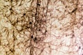 Cerebral cortex. Pyramidal neurons Royalty Free Stock Photo