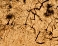Cerebral cortex. Pyramidal neurons Royalty Free Stock Photo