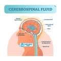 Cerebrospinal fluid vector illustration. Anatomical labeled diagram - human superior sigittal sinus and spinal cord central canal.