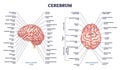 Cerebrum structure and human brain sections and parts anatomy outline diagram Royalty Free Stock Photo