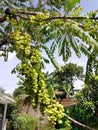 ceremai fruit tree which is sour taste Royalty Free Stock Photo