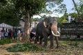 A ceremoial elephant is tethered to a tree inside the Temple of the Sacred Tooth Relic complex in Kandy, Sri Lanka.