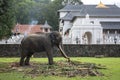 A ceremonial elephant feeding in Kandy.