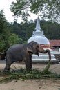 A ceremonial elephant feeding in Kandy.