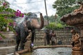 A ceremonial elephant in Kandy.