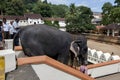 A ceremonial elephant in Kandy in Sri Lanka.