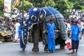 A ceremonial elephant is lead by mahouts along a street in Kandy.