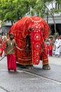 A ceremonial elephant parades along a street of Kandy in Sri Lanka during the Day Perahera.