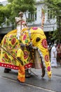 A ceremonial elephant parades during the Day Perahera Kandy in Sri Lanka.