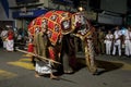 A ceremonial elephant parading during the Esala Perahera.
