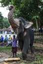 A ceremonial elephant poses for tourists at the Temple of the Sacred Tooth Relic comlex in Kandy, Sri Lanka.