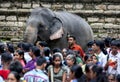 A ceremonial elephant stands amongst a crowd of hundreds of people.