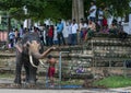 A ceremonial elephant is washed by its mahout at the Temple of the Sacred Tooth Relic comlex in Kandy, Sri Lanka.