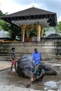 A ceremonial elephant is washed by mahouts.