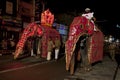 Ceremonial elephants parading during the Esala Perahera. Royalty Free Stock Photo