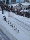 Ceremonial start of the Iditarod Royalty Free Stock Photo