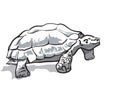 very big turtle on a white Royalty Free Stock Photo