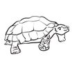 Very big turtle on a white Royalty Free Stock Photo