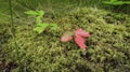 Beautiful wild strawberry leaf (Fragaria Vesca), turned red, after falling onto a bed of green moss. Royalty Free Stock Photo