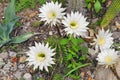 Cereus cactus