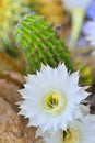 Cereus cactus